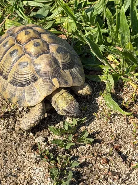 Eine Schildkröte ruht auf dem Boden, der mit kleinen Steinen und grünen Pflanzen bedeckt ist.