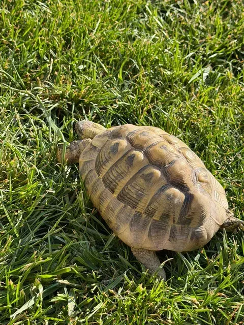 Eine Schildkröte ruht sich auf dem Gras aus. Sie hat einen strukturierten Panzer und schaut nach links.