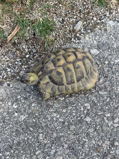 Eine Schildkröte ruht auf einer felsigen Oberfläche mit Grasflecken. Sie hat einen braunen Panzer mit schwarzen Flecken.