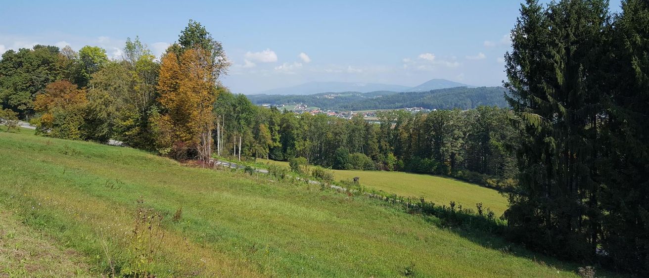 Tree, Nature, Scenery, Grass, Fir, Vegetation, Field, Pasture, Woodland, Landscape