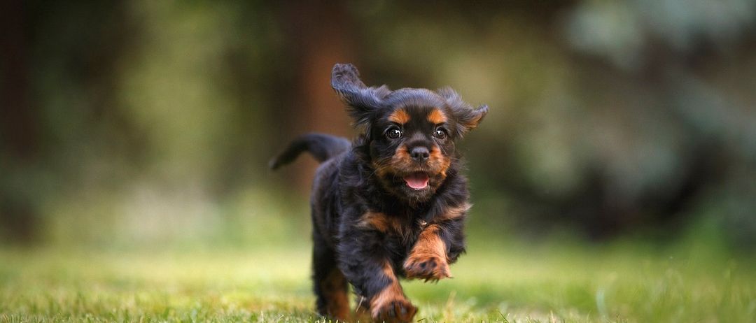 Bild enthält, Animal, Canine, Dog, Mammal, Pet, Puppy, Grass, Plant