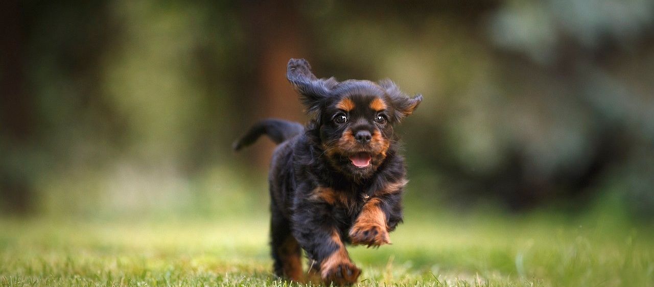 Bild enthält, Animal, Canine, Dog, Mammal, Pet, Puppy, Grass, Plant
