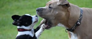 Bild enthält, Animal, Canine, Dog, Mammal, Pet, Grass, Bulldog, Pointer, Hound, Puppy