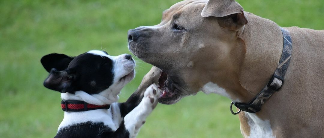 Bild enthält, Animal, Canine, Dog, Mammal, Pet, Grass, Bulldog, Pointer, Hound, Puppy