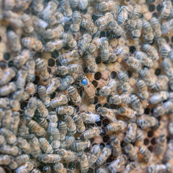 Eine Nahaufnahme eines Bienenstocks mit zahlreichen Bienen, einige mit blauen Markierungen, die an der Honigwabe arbeiten.