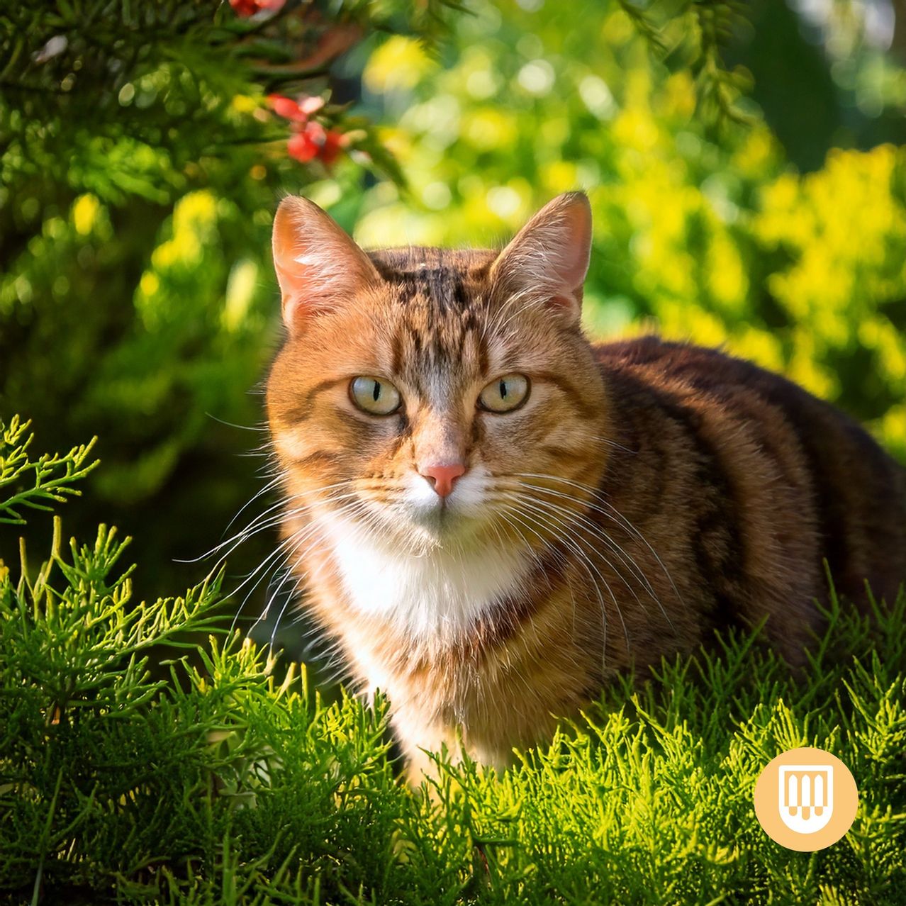Bild enthält, Abyssinian, Animal, Cat, Mammal, Pet, Grass, Plant, Manx, Tree