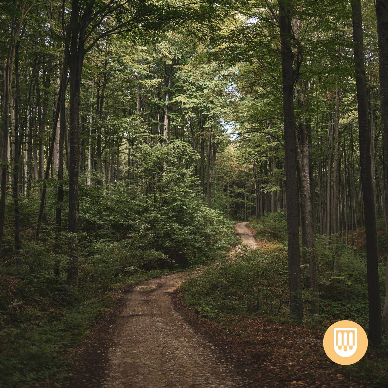 Ein Lehmweg schlängelt sich durch einen dichten Wald mit hohen Bäumen und Pflanzen. Der schmale Pfad ist von Grün umgeben und führt in die Ferne.
