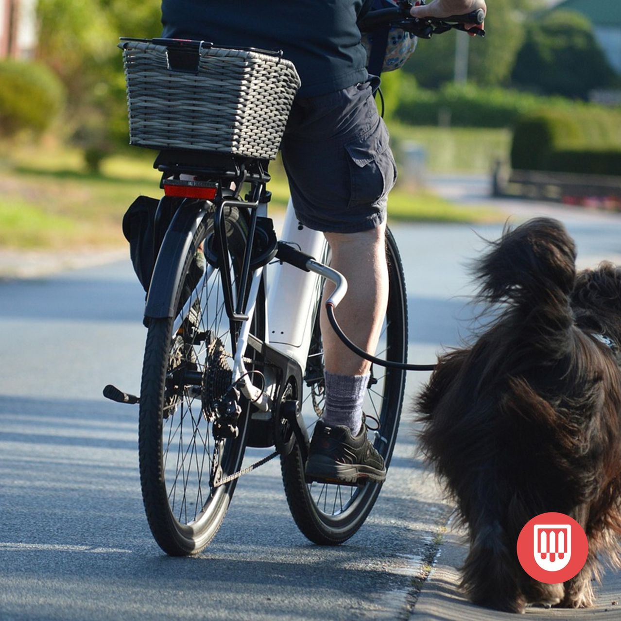 Ein Radfahrer fährt mit einem Korb vorne auf dem Fahrrad, begleitet von einem Hund an der Leine. Der Radfahrer trägt Freizeitshorts und Turnschuhe.