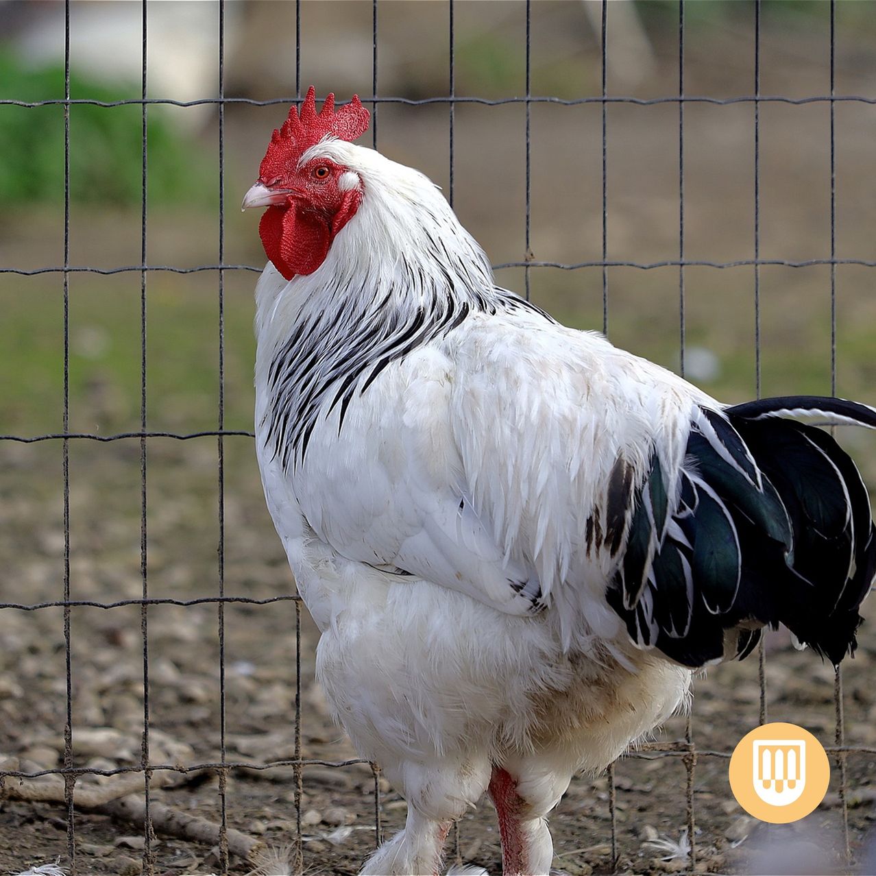 A white rooster with red wattles and black and white feathers stands behind a wire fence.