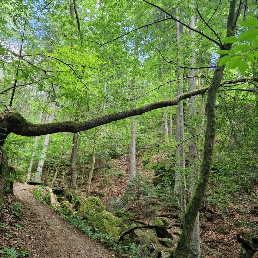 Ein Waldweg mit einer Holzbrücke und einem großen Baumast, der den Weg überspannt. Der Weg ist von üppigem grünen Laub und Pflanzen umgeben.