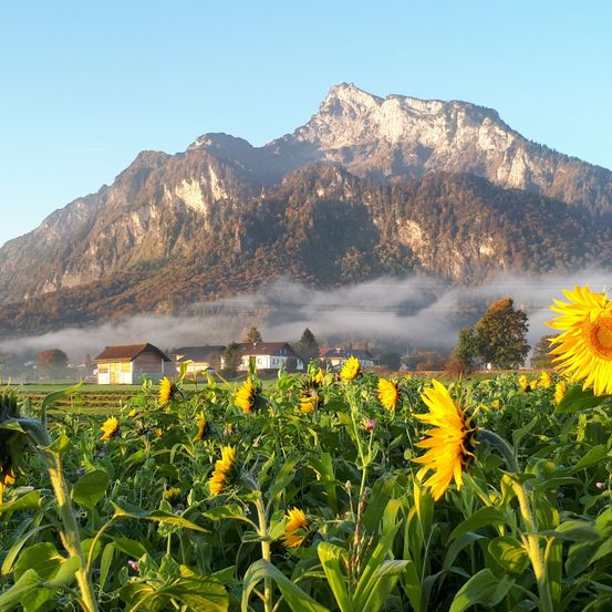 Bild enthält, Flower, Sunflower, Outdoors, Nature, Field, Summer, Countryside, Scenery