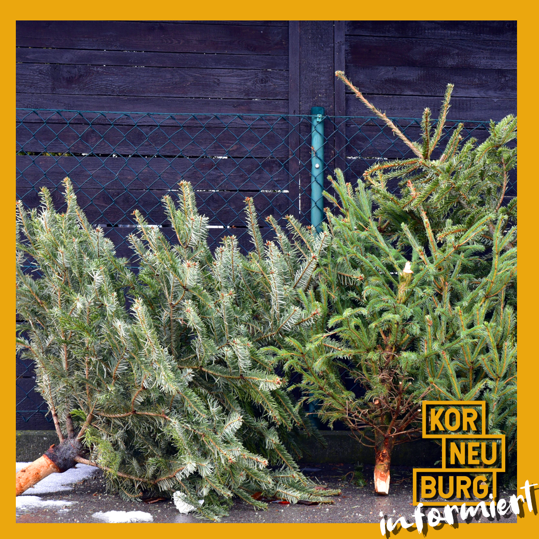 Bild enthält, Plant, Tree, Conifer, Fir, Pine, Vegetation, Yew