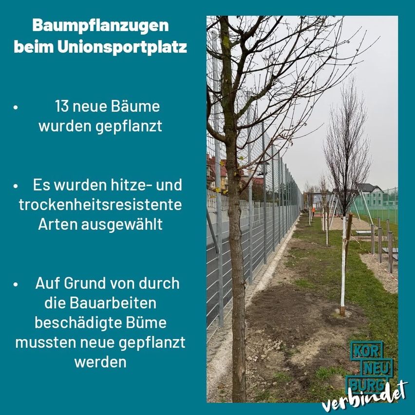 Das Bild zeigt eine Baumpflanzaktion am Unionsportplatz, bei der 13 neue Bäume gepflanzt wurden. Die ausgewählten Bäume sind hitze- und trockenheitsresistent. Neue Bäume wurden gepflanzt, um die durch Bauarbeiten beschädigten zu ersetzen.