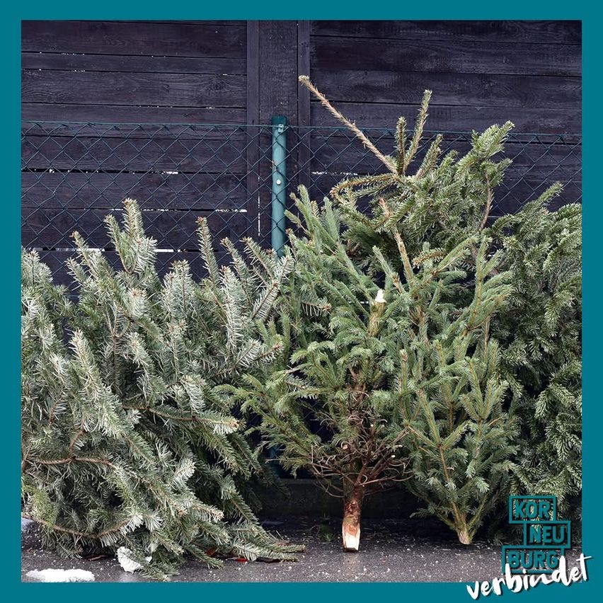 Mehrere Kiefernbäume liegen vor einem Holzzaun. Ein Baum ist leicht gebogen. Die Bäume haben grüne Blätter.