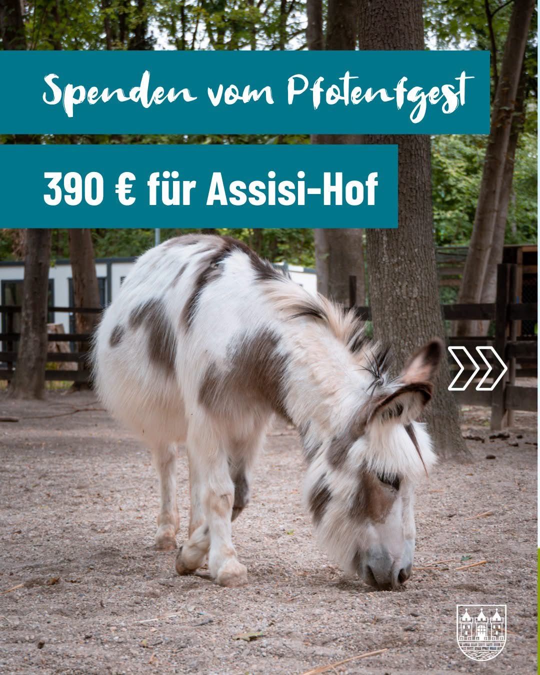 Ein Esel mit weißen und braunen Flecken frisst Gras in einem eingezäunten Bereich mit Bäumen. Darüber steht ein blauer Banner mit der Aufschrift 'Spenden vom Pfennigfest 390 € für Assisi-Hof'.