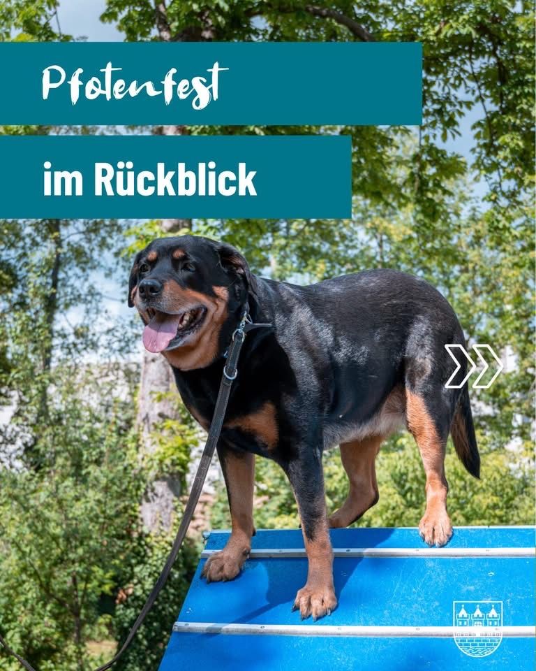 Ein schwarzer und brauner Rottweiler steht auf einem blauen Objekt in einem Park, mit Bäumen und grünen Blättern im Hintergrund. Der Text 'Proteinfest im Ruckblick' steht oben links.