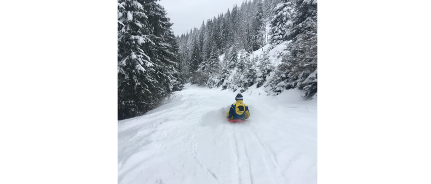 Eine Person rodelt einen verschneiten Pfad in einem Wald mit Kiefern. Der Schnee ist dick und bedeckt den Boden und die Bäume.