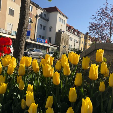 Nahaufnahme von gelben Tulpen mit grünen Blättern vor einem Gebäude mit dem Erste Bank-Schild und einem Baum mit roten Blättern.