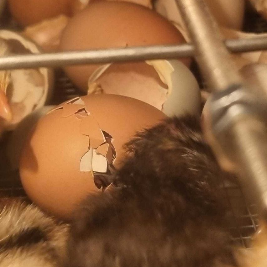 Bild enthält, Animal, Cat, Mammal, Pet, Egg, Food