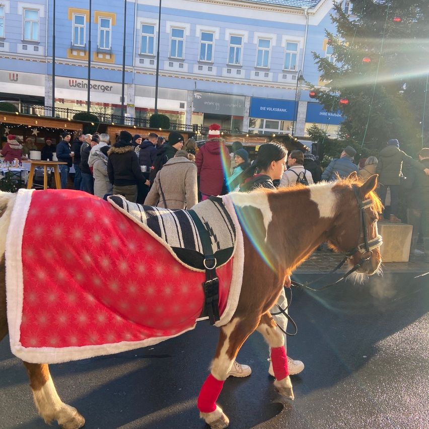 Ein Pferd geht mit einem roten Mantel und einem Sattel bekleidet durch eine Stadtstraße, umgeben von Menschen in Winterkleidung, in der Nähe eines Weihnachtsbaums und Geschäften.