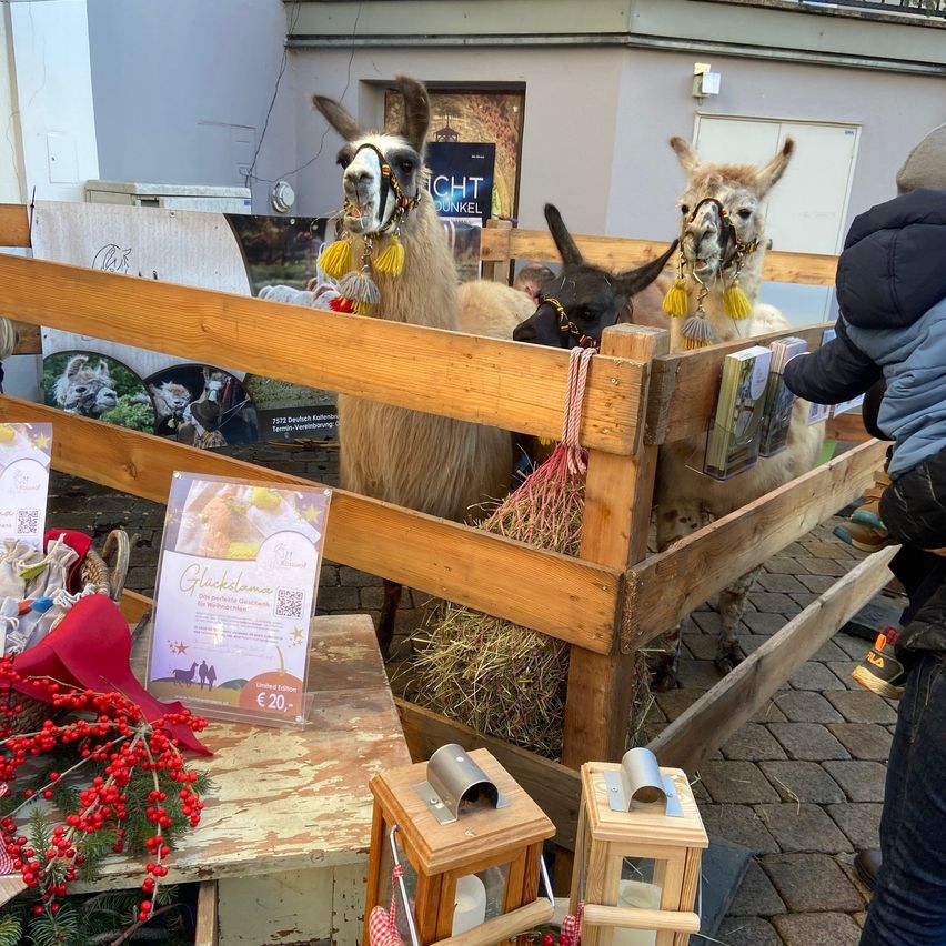 Zwei Alpakas in einem Holzgehege, eines mit einer gelben Quaste am Kopf. Eine Person füttert sie durch das Gehege. Ein Tisch mit einem Korb roter Beeren ist in der Nähe.