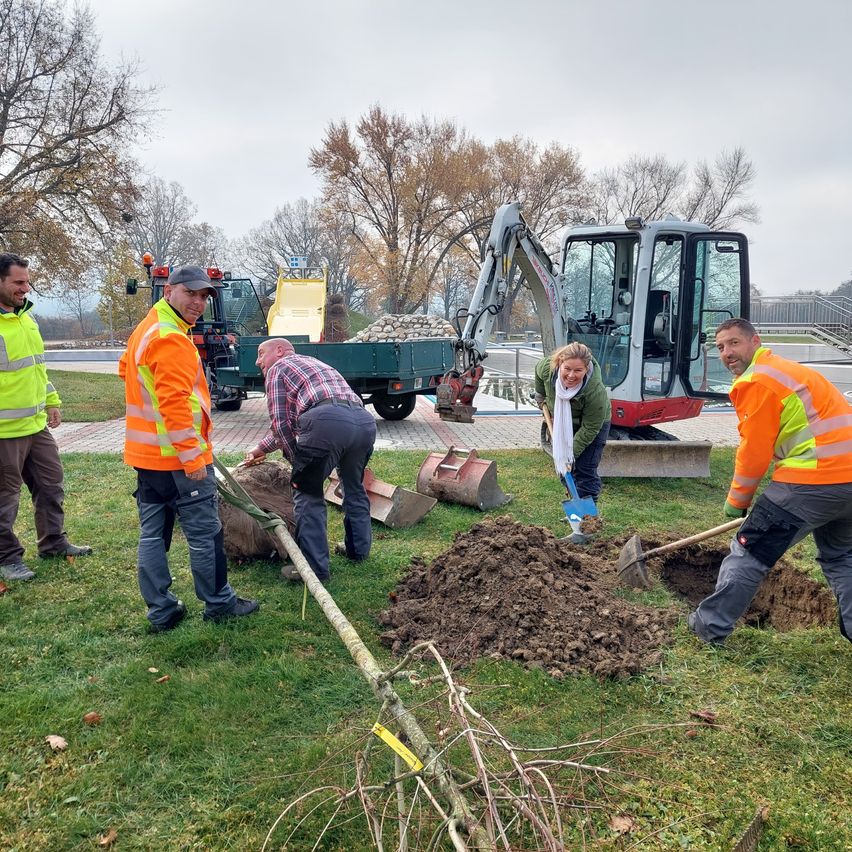 A group of workers plant a tree in a park. Two diggers and a truck are parked nearby.