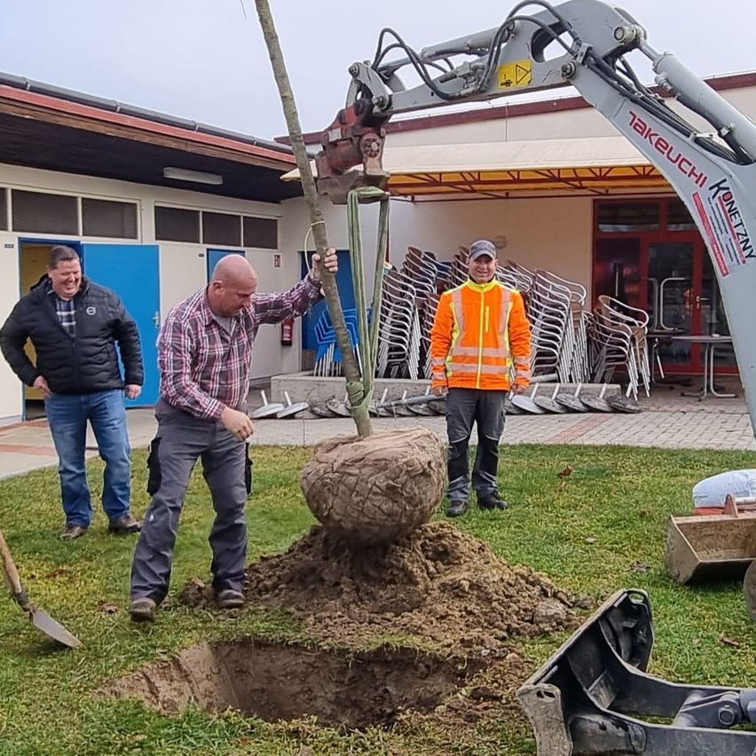 Three men are planting a tree using a crane, with one holding the tree, another holding the root ball, and the third walking beside. A building with stacked chairs is in the background.