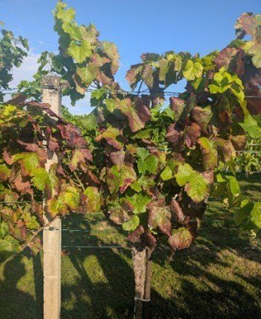 Ein Weinberg mit Weinreben an Spalieren zeigt Blätter mit roten und grünen Farbtönen unter einem klaren blauen Himmel.