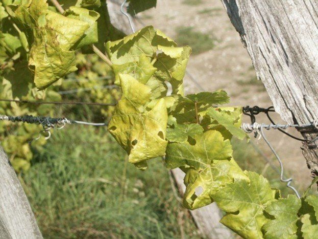 Eine Nahaufnahme einer Rebe mit gelben, welken Blättern an einem Spalier, umgeben von grünem Gras und einem Holzpfosten.