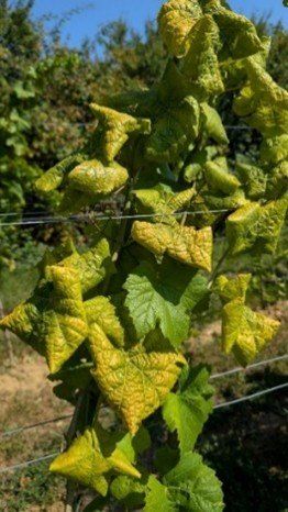 Ein Nahaufnahme einer Pflanze mit gelben und grünen Blättern, die in einem Feld mit einem Drahtzaun und Bäumen im Hintergrund wächst.
