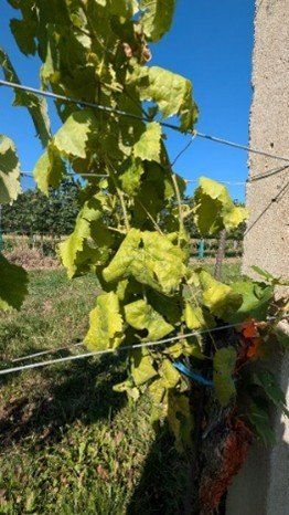 Eine Rebe mit grünen und gelben Blättern wächst an einem Spalier, befestigt an einer Betonmauer. Die Rebe wirft einen Schatten auf das Gras, und der Himmel ist klar.