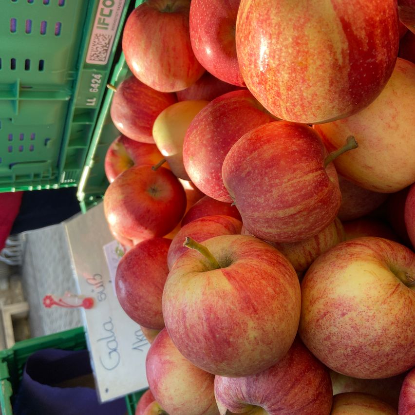 Ein Haufen roter und gelber Gala-Äpfel, gelagert in grünen Kisten mit einem weißen Schild, das Gala im Hintergrund beschriftet.