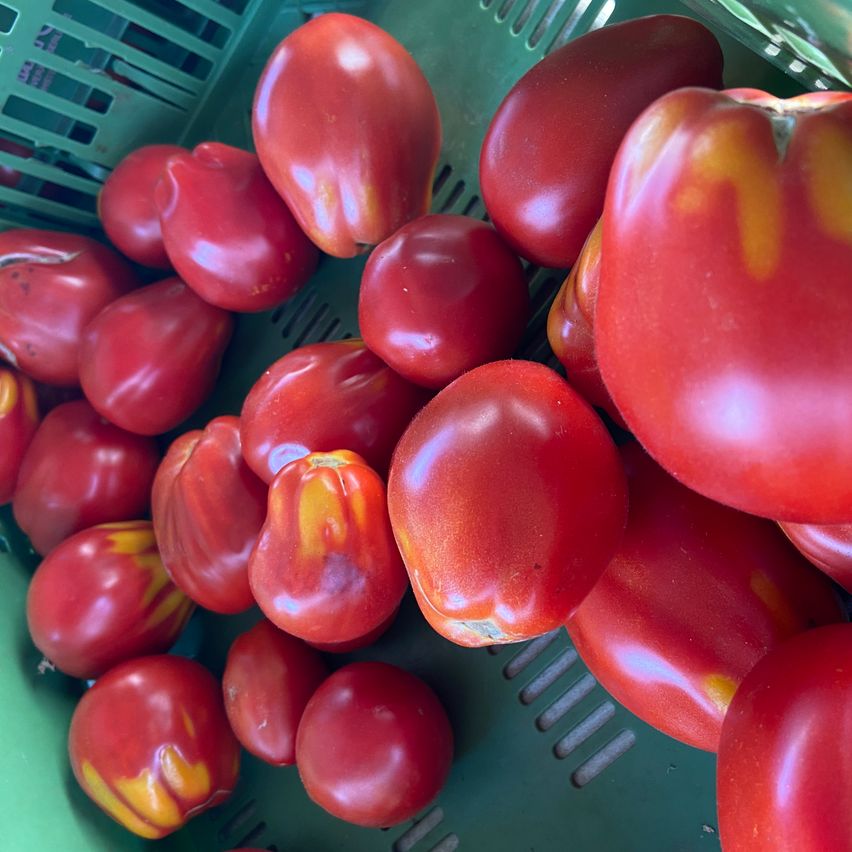 Ein grüner Korb voller roter Tomaten, einige mit gelben Spitzen, ordentlich gestapelt.