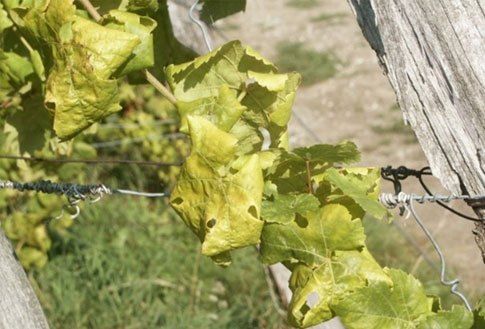 A close-up of grapevine leaves showing yellowing and holes, likely from pest damage, supported by wires.