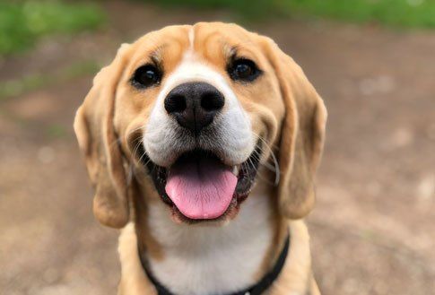 Ein Nahaufnahme des Gesichts eines Beagles, mit seiner rosa Zunge heraus, zeigt seine Augen und Nase. Der Hund schaut nach rechts.