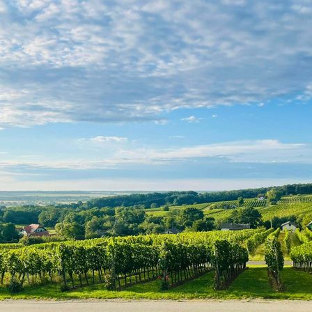 Ein Weinberg mit Reihen grüner Weinstöcke. In der Ferne befinden sich Häuser, Bäume und ein Horizont unter einem teilweise bewölkten Himmel.