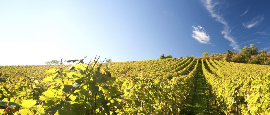 Nature, Outdoors, Countryside, Scenery, Rural, Farm, Landscape, Agriculture, Field, Vineyard