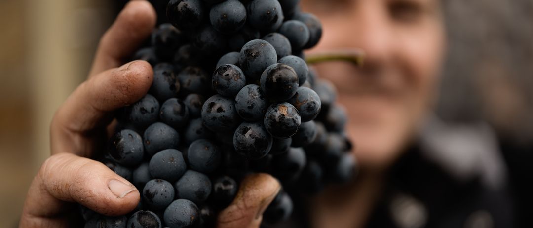 Finger, Hand, Person, Food, Fruit, Produce, Grapes, Face, Berry, Blueberry
