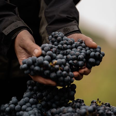 Bild enthält, Berry, Food, Fruit, Plant, Produce, Person, Outdoors, Blackberry