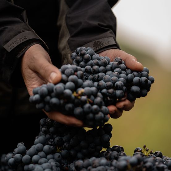 Bild enthält, Berry, Food, Fruit, Plant, Produce, Person, Outdoors, Blackberry