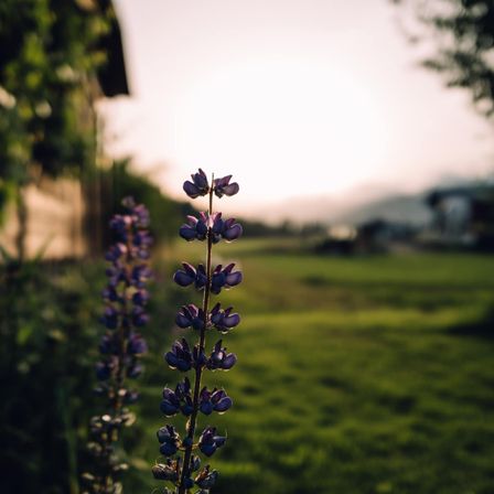 Bild enthält, Flower, Lupin, Grass, Petal, Purple, Vegetation, Landscape, Outdoors, Sky, Tree