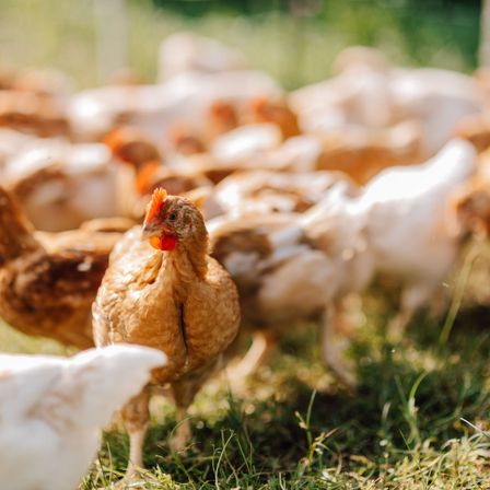 Bild enthält, Animal, Bird, Chicken, Fowl, Poultry, Hen