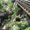 Tourismusverein Pernegg-Mixnitz-Bärenschützklamm-Logo. v1_migrated_image_44278376