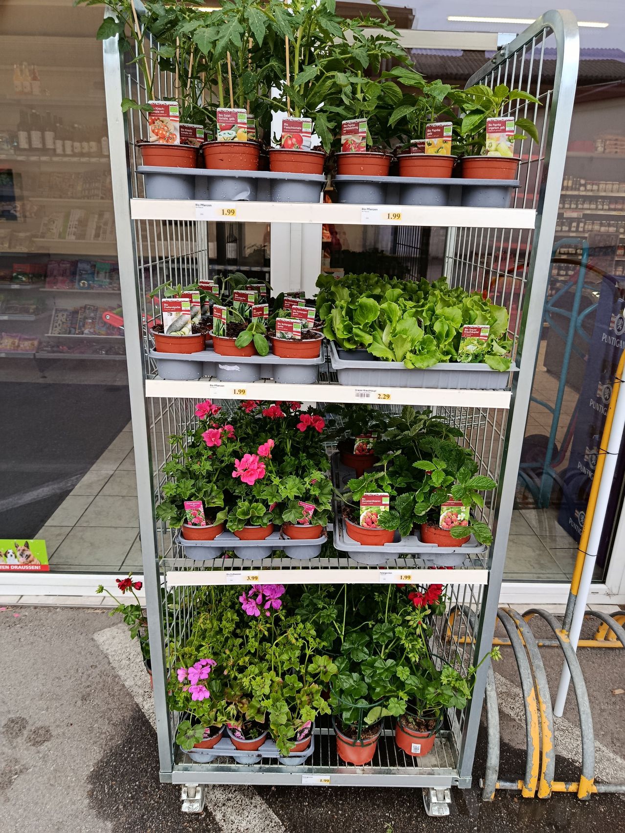 Ein Metallregal in einem Geschäft zeigt verschiedene Topfpflanzen, einschließlich Blattgemüse und Blumen. Preisschilder sind an einigen Töpfen sichtbar. Das Innere des Geschäfts spiegelt sich in den Glasfenstern wider.