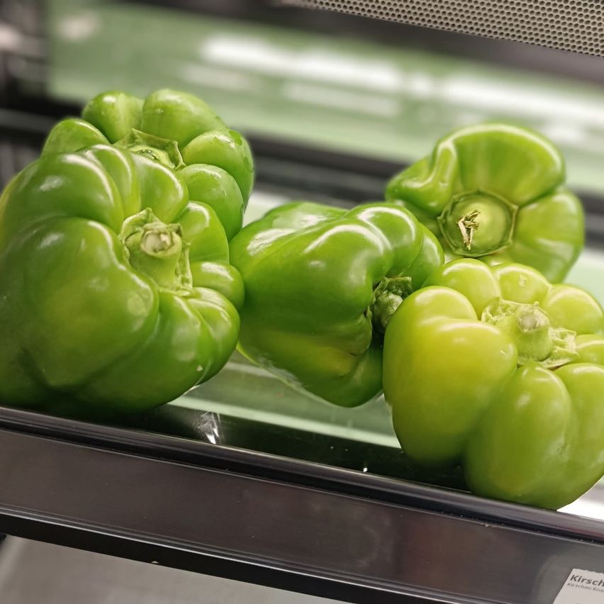 Drei leuchtend grüne Paprikaschoten sind in einer Kühlvitrine ausgestellt, jede mit einer unterschiedlichen Form und Größe, möglicherweise zum Verkauf.