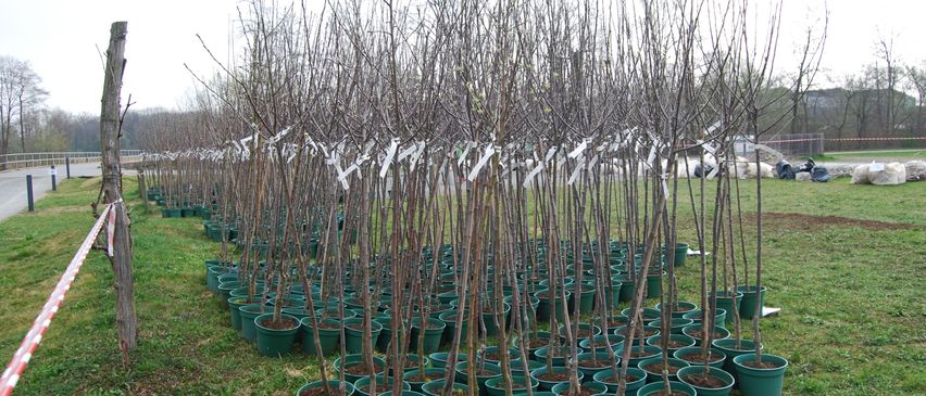 Bild enthält, Plant, Tree, Potted Plant, Grass, Planting, Vegetation, Backyard, Outdoors, Soil, Pot