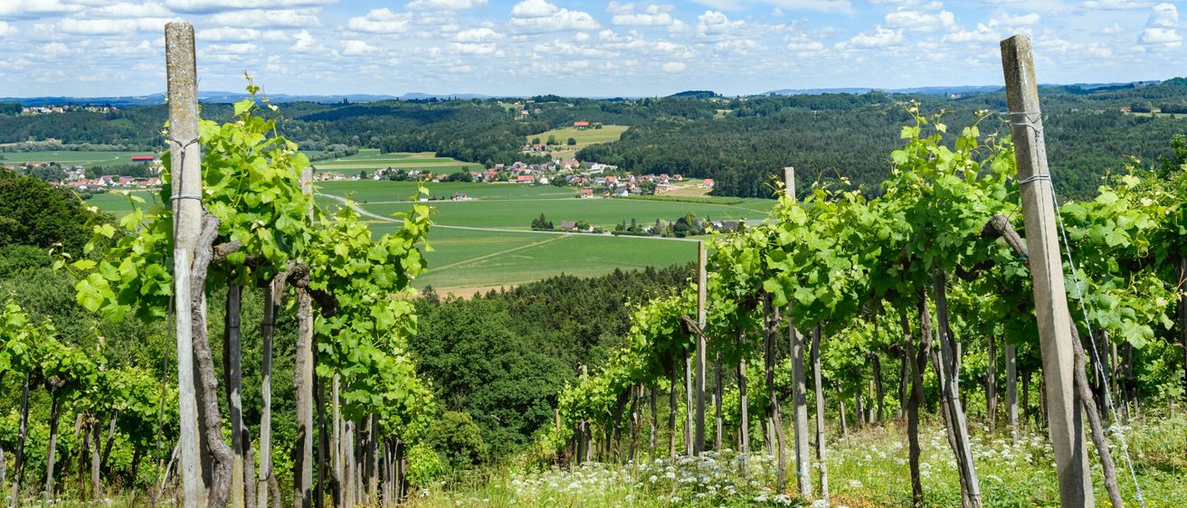 A vineyard with green grape vines in a lush green valley under a partly cloudy sky. The valley is filled with fields and houses.