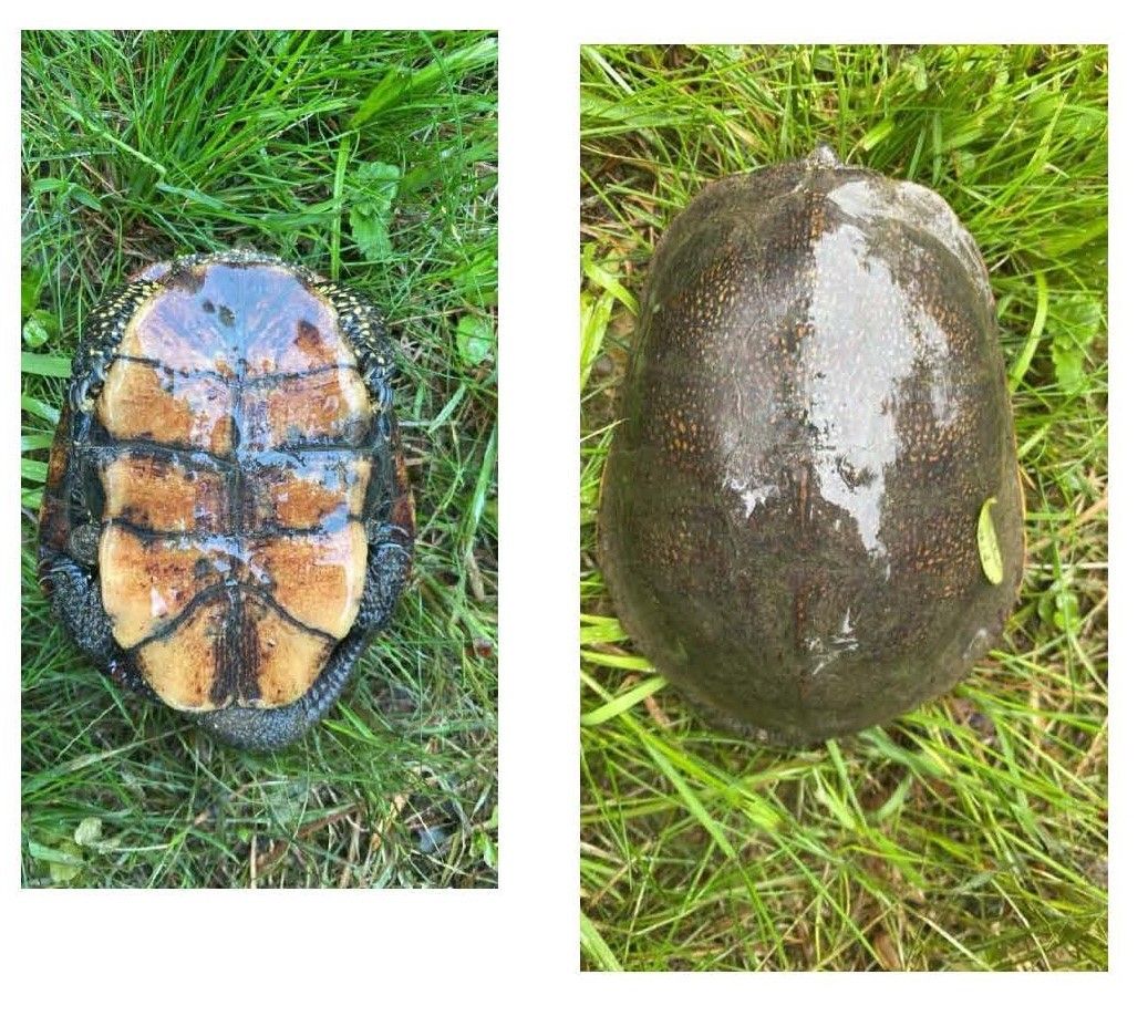 Zwei Nahaufnahmen einer Schildkröte, eine zeigt den Kopf mit braunen und schwarzen Flecken und die andere das Panzer mit einigen kleinen Punkten.