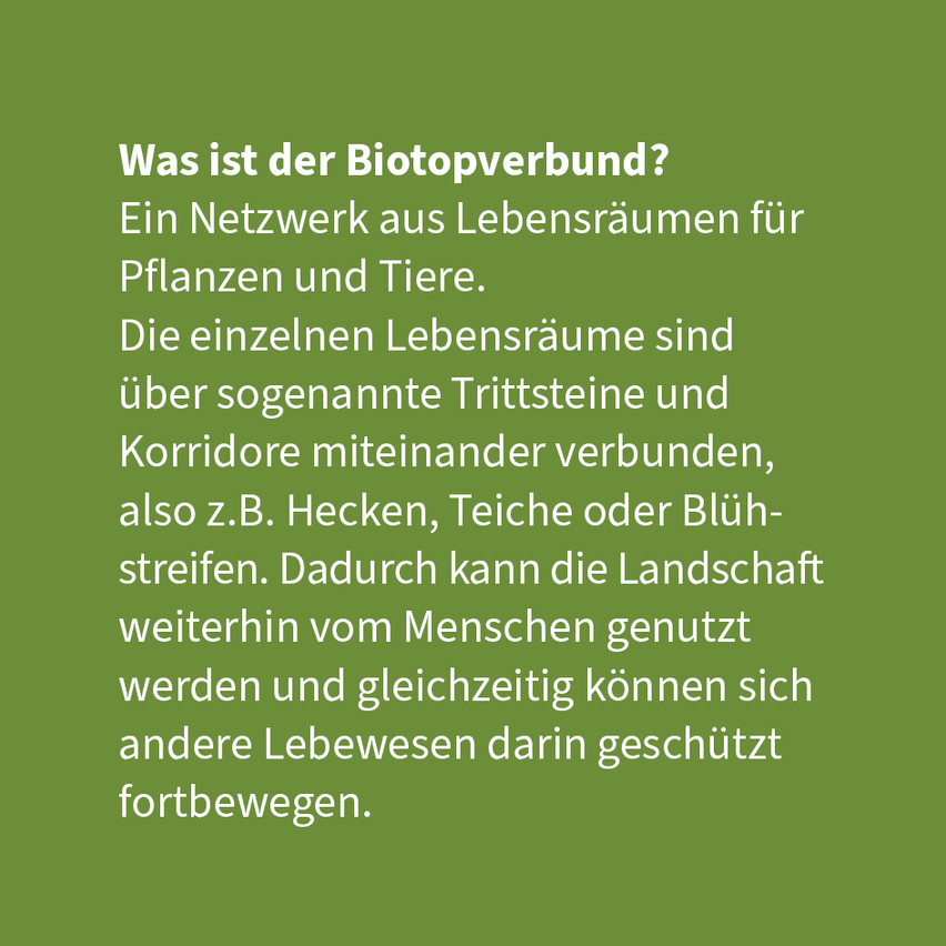 Das Bild zeigt einen grünen Hintergrund mit weißem Text. Es steht 'Was ist der Biotopverbund?' Es erklärt, dass der Biotopverbund ein Netzwerk aus Lebensräumen für Pflanzen und Tiere ist. Die Lebensräume sind durch Trittsteine und Korridore wie Hecken, Gräben oder Blütenstreifen miteinander verbunden. Dadurch kann die Landschaft weiterhin vom Menschen genutzt werden, während sich andere Lebewesen darin sicher fortbewegen können.
