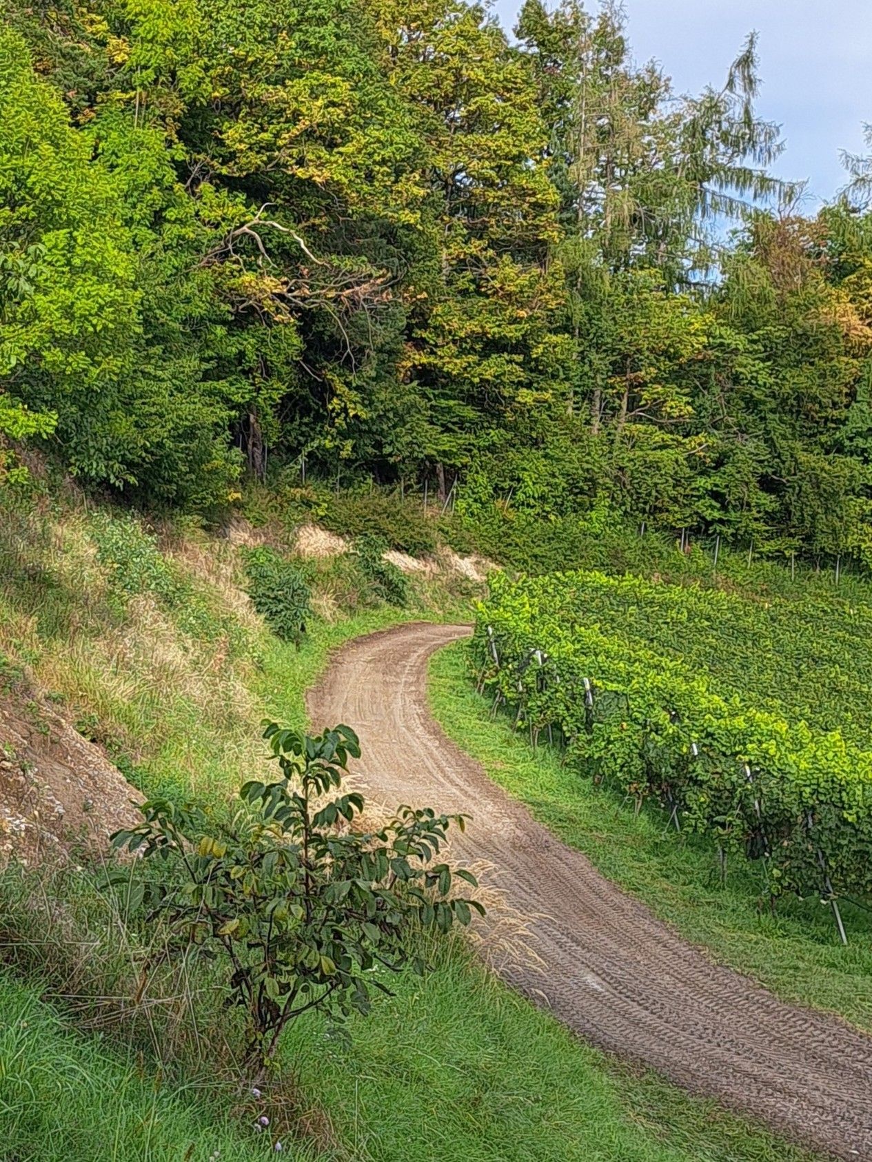 Ein schmutziger Weg schlängelt sich durch ein saftiges grünes Feld, umgeben von Bäumen und Pflanzen. Das Gelände neigt sich leicht nach rechts, was auf einen leichten Anstieg hinweist.